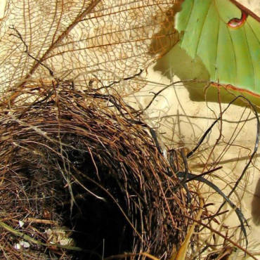 La sindrome del nido vuoto: cos’è e come gestirla!